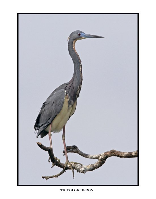 0173-1 tricolor heron.jpg